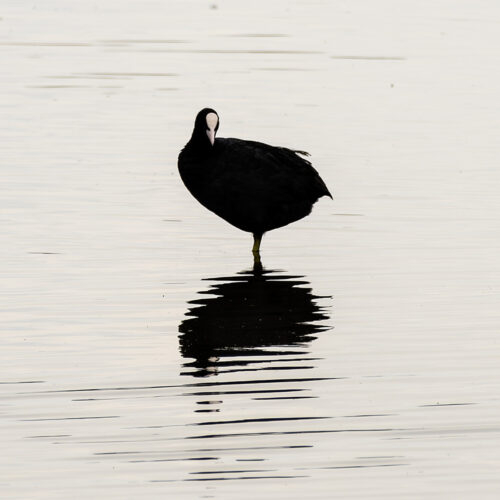 Hessel-Draaisma-Markerwadden-2,-bondsnummer-0401212-W